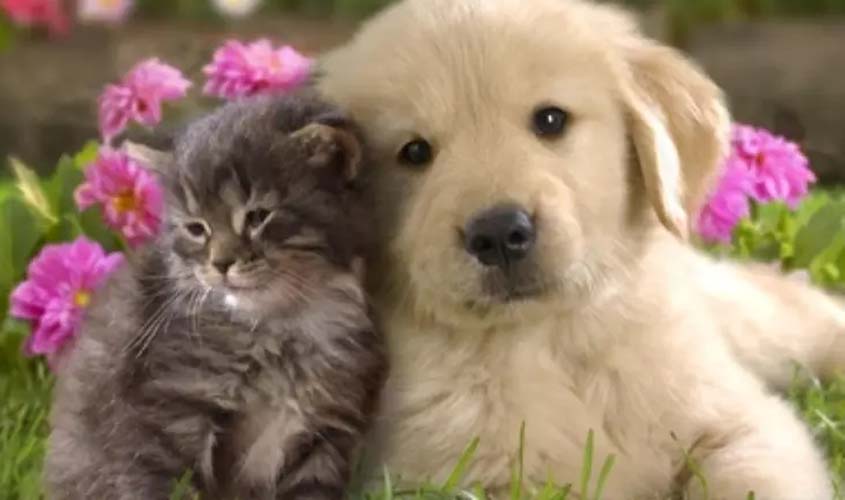 Imortais destacam defesa dos direitos dos animais