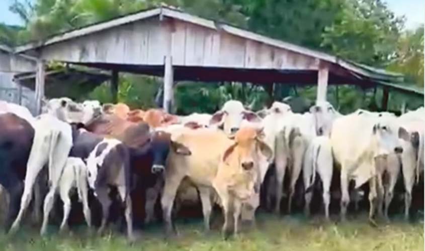 Polícia Civil recupera gado furtado em Buritis