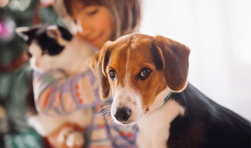 Cães e gatos podem ser infectados com o novo coronavírus, mas não transmitem o vírus a humanos