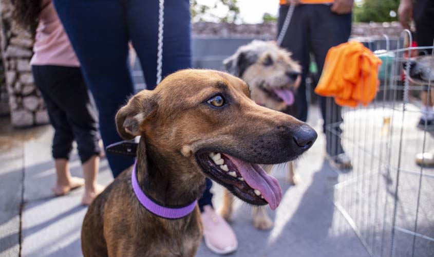 Sem raiva humana há 20 anos em Porto Velho, população deve manter os cuidados para evitar a doença