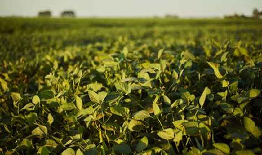 Empresa agrícola brasileira mira marca histórica de 1 milhão de hectares plantados