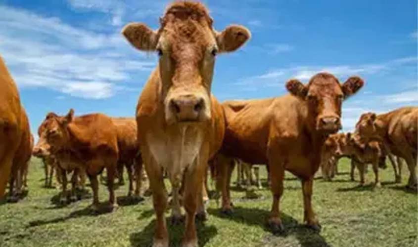 Boi gordo: confira a cotação desta terça (30)