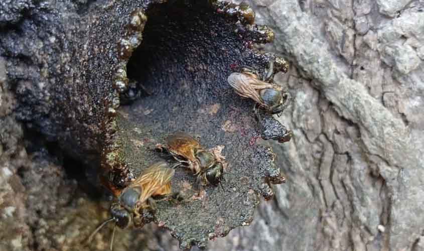 Porto Velho sedia o 1º Workshop da Amazônia Ocidental sobre Meliponicultura com foco em produção sustentável