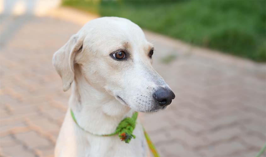 Cão que esperou tutor em hospital é resgatado