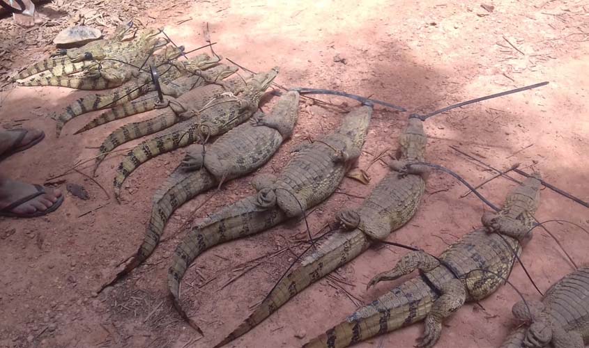Jacarés são soltos na natureza após resgate de cativeiro