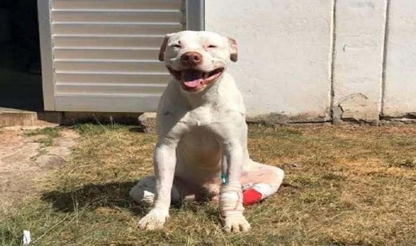 Sancionada lei que aumenta punição a quem maltrata cães e gatos  