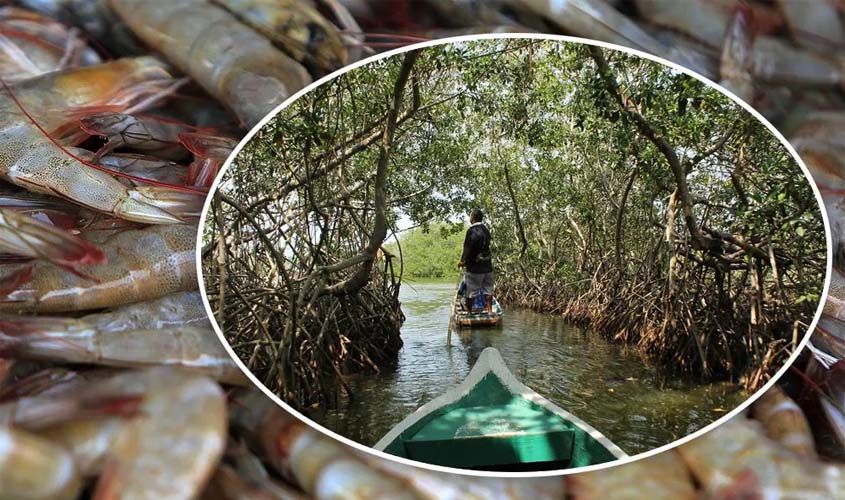 Criação de camarão, que vem recebendo atenção de Bolsonaro, impulsiona desmate de 50% dos mangues
