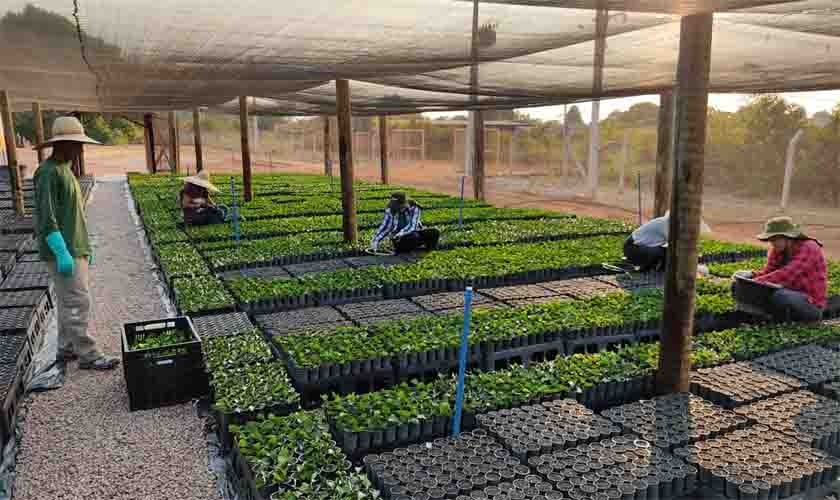 Começou a maior operação de reflorestamento de áreas degradas em Rondônia