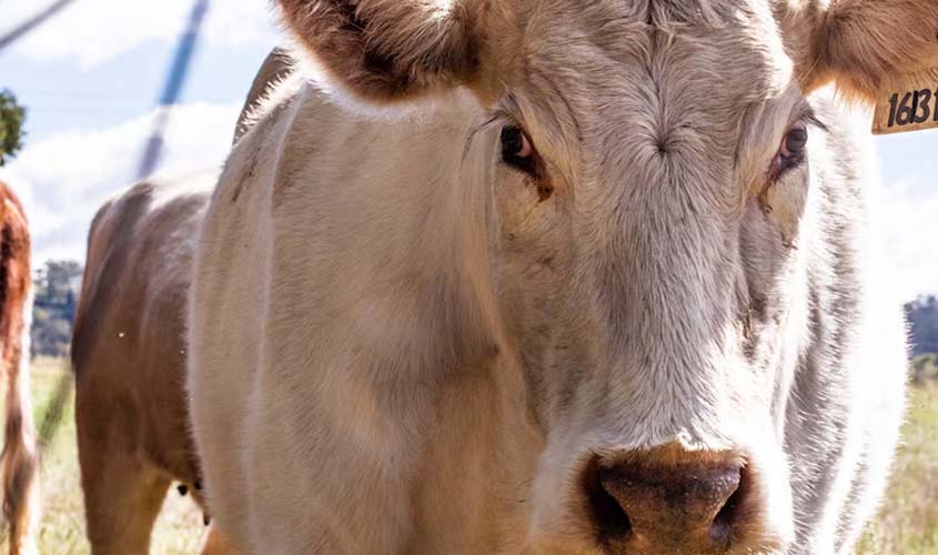 Boi gordo hoje: confira as cotações para terça-feira (30)