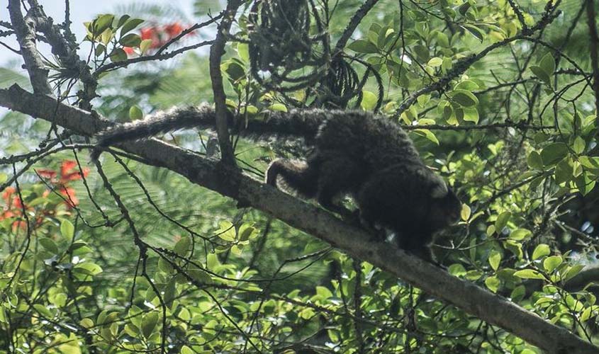 Descoberta de vírus da zika em macaco sugere ciclo silvestre da doença