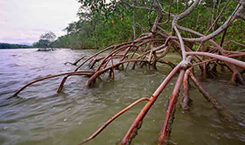 Plenário confirma restabelecimento de normas do Conama sobre áreas de proteção e licenciamento