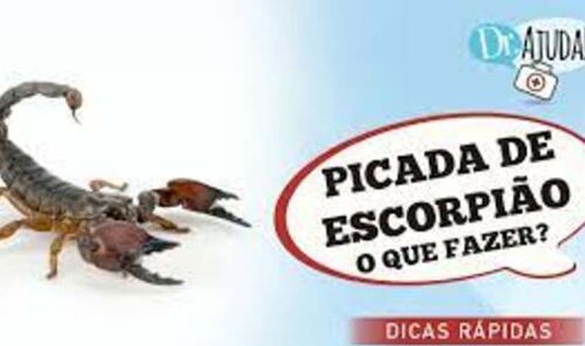 PICADA DE ESCORPIÃO: saiba o que fazer