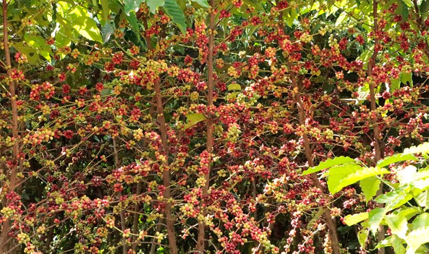 Assistência técnica fecha 2025 com recorde no café