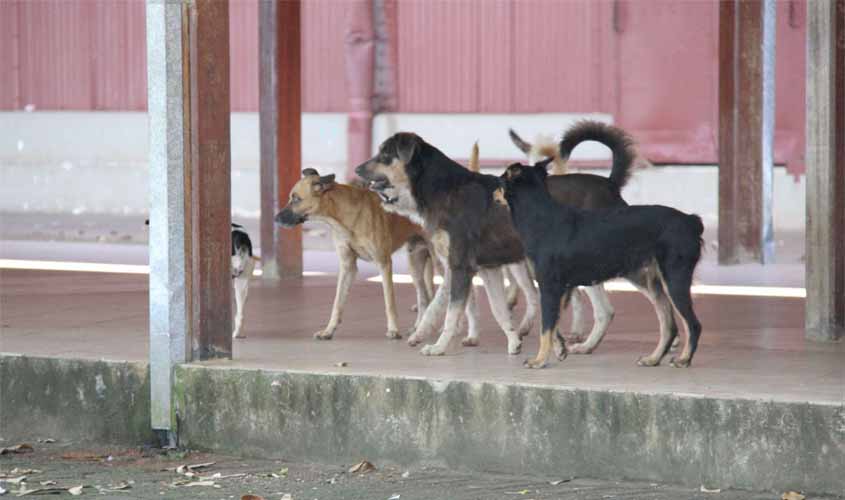 Prefeitura de Porto Velho implanta projeto Bem-estar Animal