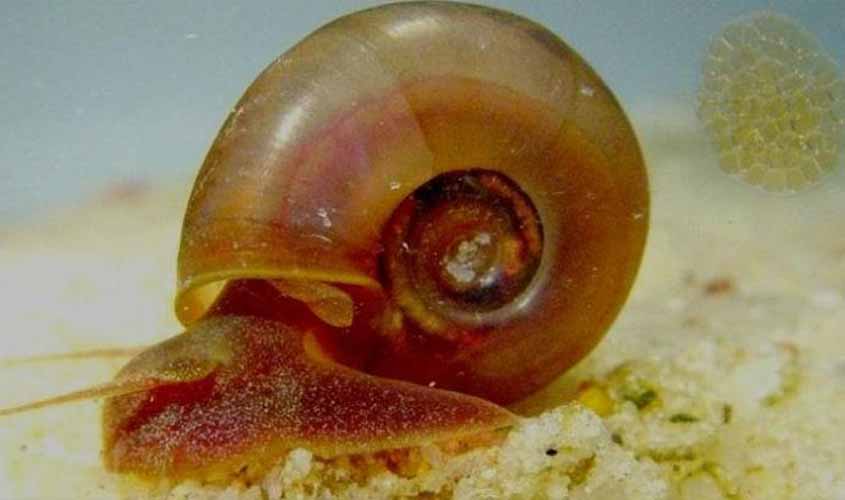 ESQUISTOSSOMOSE: Conheça a doença que, se não tratada, pode ser letal