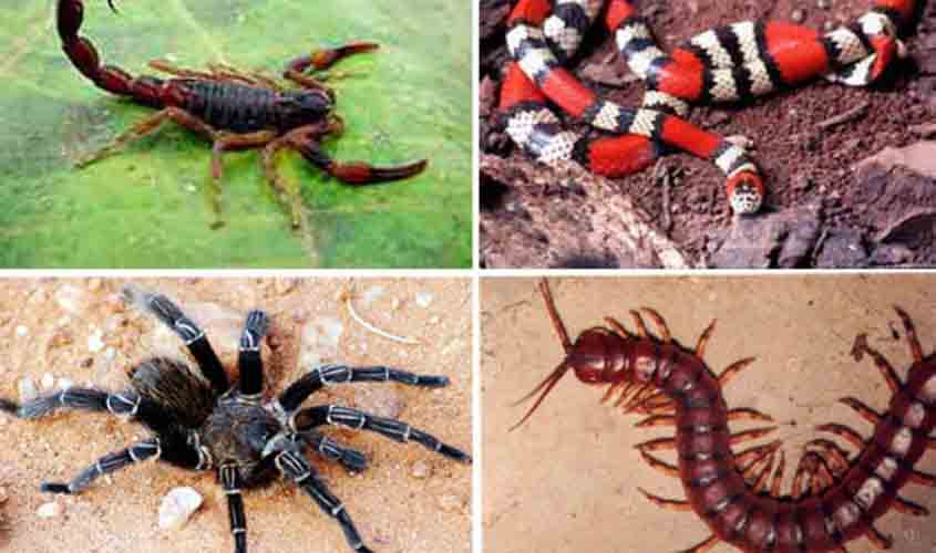 Prefeitura orienta sobre prevenção de acidentes com animais peçonhentos durante enchente