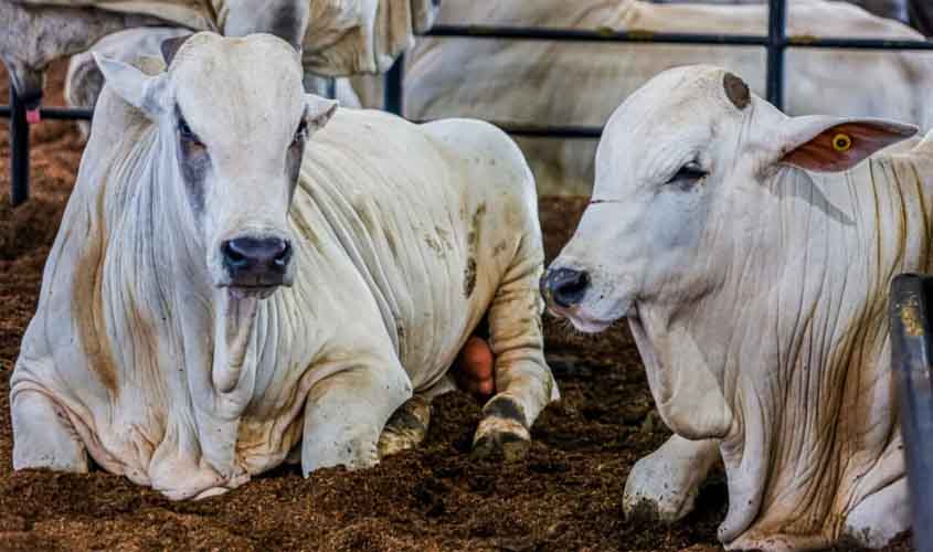Brasil se iguala a Rondônia e é reconhecido como área livre de febre aftosa sem vacinação
