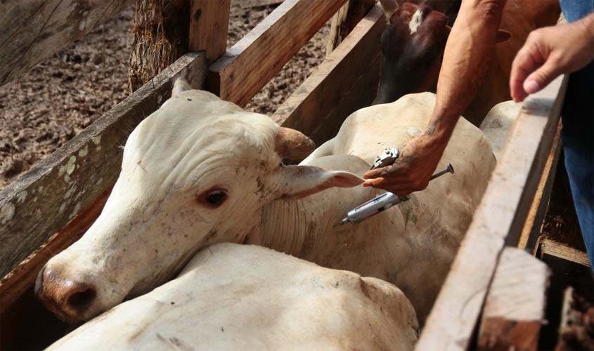 Equipes gestoras do Bloco 1 discutem suspensão da vacinação contra Febre Aftosa, em Rondônia