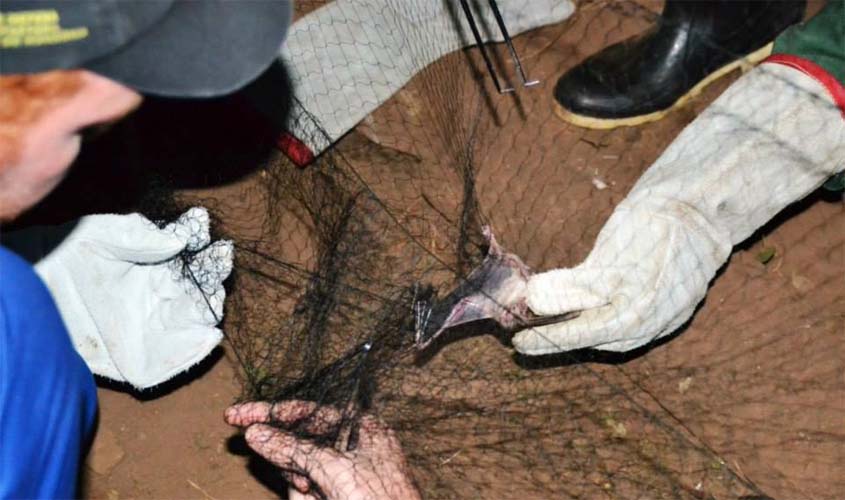 Idaron intensifica ações de combate à raiva na região de Nova Brasilândia