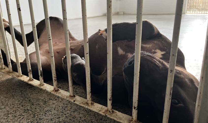 Pitbull Ariel ganha nova chance após resgate