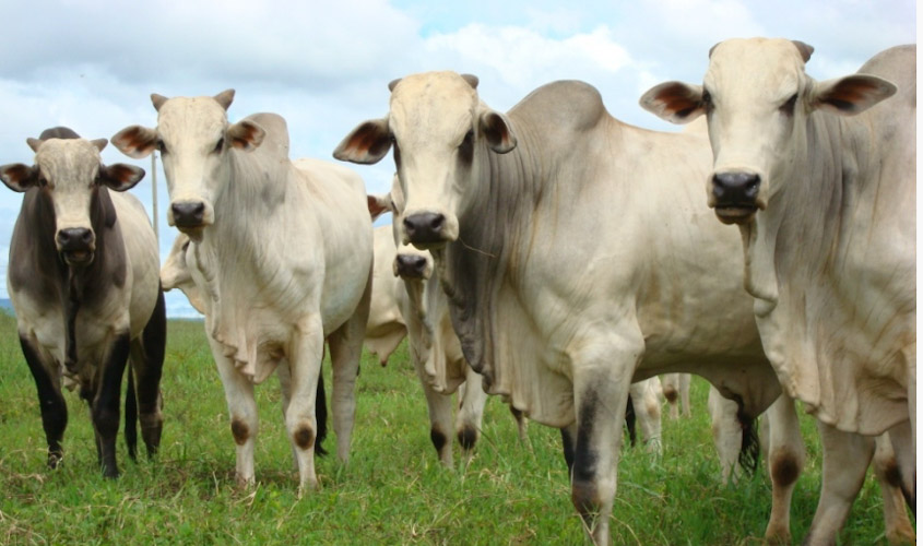 Governo de Rondônia identifica pendências milionárias de ICMS com saída de gado do Estado