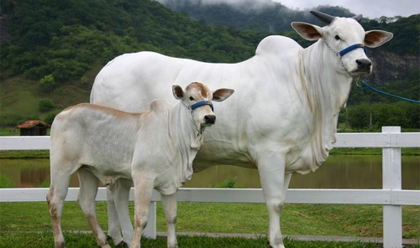 Começa nesta segunda (1º) nova etapa da vacinação contra febre aftosa