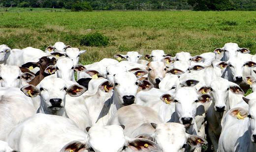 Sistema de notificação de doenças de animais começa nesta quarta